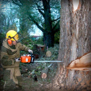 Cutting down a tree